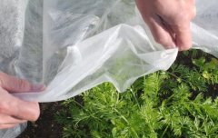 农业用无纺布在大棚蔬菜上的应用